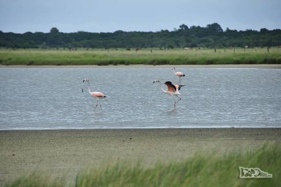 Os elegantes flamingos do Parque Nacional da Lagoa do Peixe, no sul do Rio Grande do Sul, entre a Lagoa dos Patos e o Oceano Atlântico